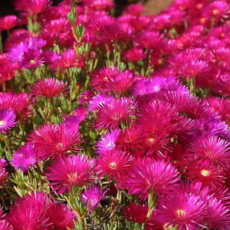 Mele * 丽都玛里尼