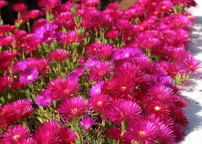 Mele * לידו מריני